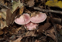Мицена чистая (Mycena pura)
