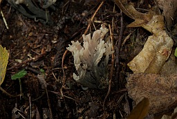 Клавулина гребенчатая (Рогатик гребенчатый, Clavulina cristata)