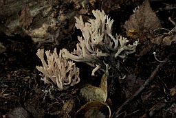 Клавулина гребенчатая (Рогатик гребенчатый, Clavulina cristata)