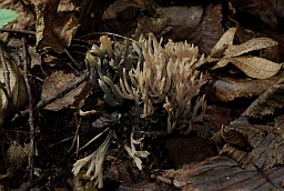 Клавулина гребенчатая (Рогатик гребенчатый, Clavulina cristata)