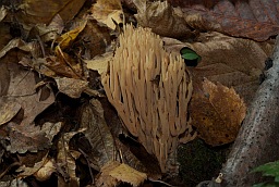 Рамария красивая (Ramaria formosa)