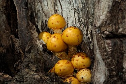 Чешуйчатка золотистая (Pholiota aurivella)