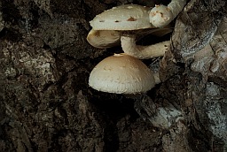 Чешуйчатка разрушающая (Pholiota destruens)