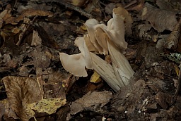 Лопастник курчавый (Гельвелла курчавая, Helvella crispa)
