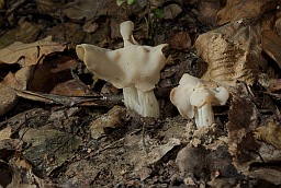 Лопастник курчавый (Гельвелла курчавая, Helvella crispa)