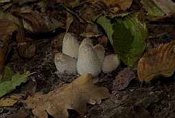 Навозник пушистый (Coprinopsis lagopus)