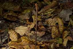 Рогатик дудчатый (Macrotyphula fistulosa)