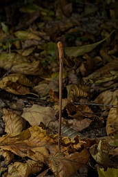Рогатик дудчатый (Macrotyphula fistulosa)