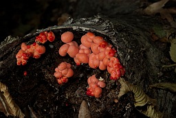 Ликогала древесинная (Волчье вымя, Lycogala epidendrum)