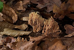 Рамария красивая (Ramaria formosa)