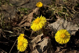 Мать-и-мачеха (Tussilago farfara)