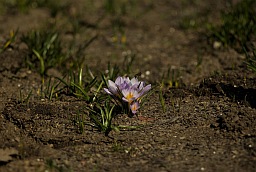 Крокус (Шафран, Crocus)