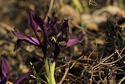 Ирис сетчатый (Iris reticulata)