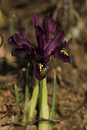 Ирис сетчатый (Iris reticulata)