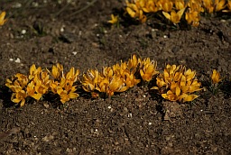 Крокус золотистый (Crocus chrysanthus)