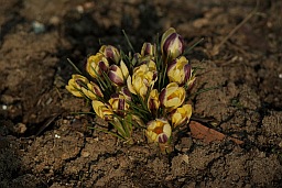 Крокусы (Crocus)