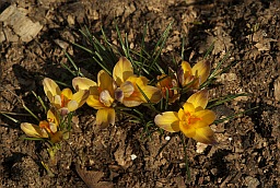 Крокусы (Crocus)