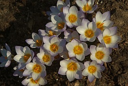 Шафран Зибера (Crocus sieberi)