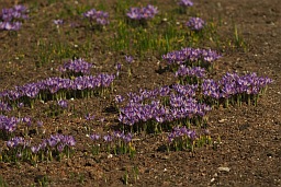 Крокусы (Crocus)