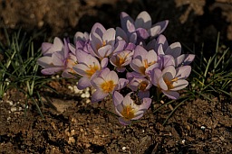 Крокусы и пчела