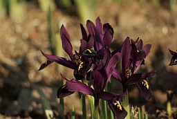 Ирис сетчатый (Iris reticulata)