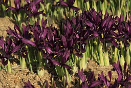 Ирис сетчатый (Iris reticulata)