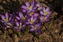 Крокусы (Crocus)