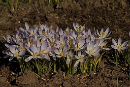 Крокусы (Crocus)