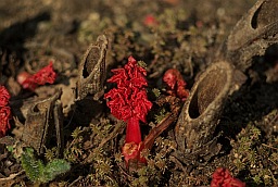 Ревень (Rheum)