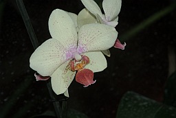 Фаленопсис (Phalaenopsis)