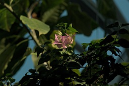 Бугенвиллея (Bougainvillea)