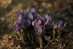 Крокусы (Crocus)