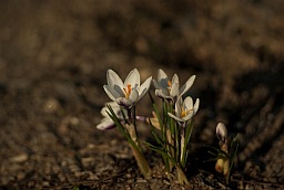 Шафран весенний (Crocus vernus)