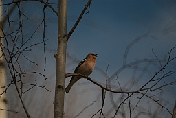 Зяблик (Fringilla coelebs)