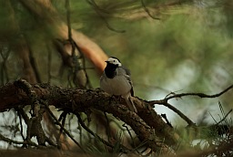 Белая трясогузка (Motacilla alba)
