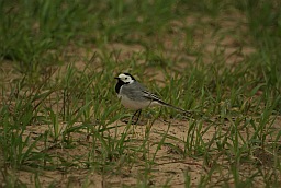 Белая трясогузка (Motacilla alba)