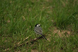 Белая трясогузка (Motacilla alba)