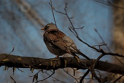 Дрозд-рябинник (Turdus pilaris)
