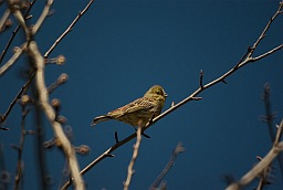 Обыкновенная овсянка (Emberiza citrinella)