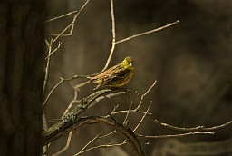Обыкновенная овсянка (Emberiza citrinella)