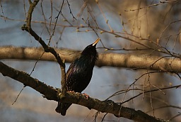 Обыкновенный скворец (Sturnus vulgaris)