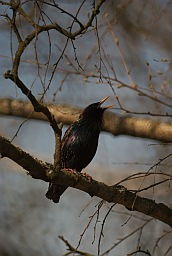 Обыкновенный скворец (Sturnus vulgaris)