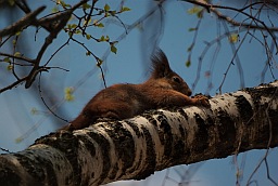 Обыкновенная белка (Sciurus vulgaris)