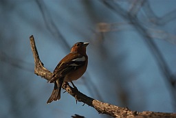 Зяблик (Fringilla coelebs)
