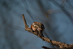 Зяблик (Fringilla coelebs)