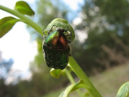 Золотистая бронзовка (Cetonia aurata)