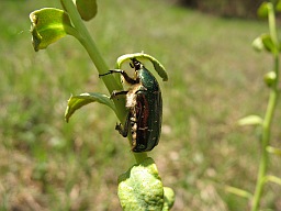 Золотистая бронзовка (Cetonia aurata)