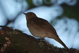 Обыкновенный соловей (Luscinia luscinia)