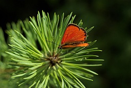 Чырвонец агністы (Lycaena virgaureae)