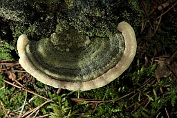 Карыолус шматколерны (Trametes versicolor)